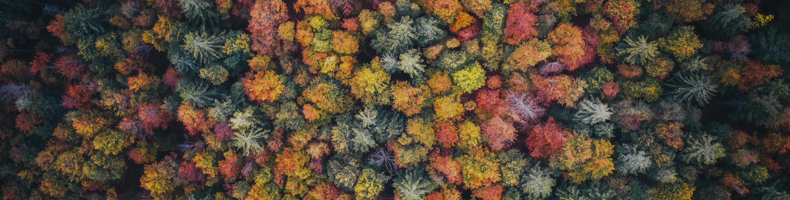 Fondo